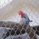 Hand Woven Flexible Stainless Steel Zoo Wire Mesh Cabel Net Bigger Hole