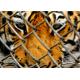 OHSAS 18001 rust resistant wildlife Chain Wire Fencing