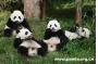 Panda Gift to Macau are to come from the Chengdu Panda Base