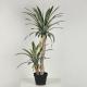 High Fidelity Artificial Dracaena Tree With White Side