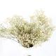 Eternal Beautiful Dried Flowers Baby Breath For Celebration Activities