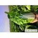 Healthy Fresh Chinese Cabbage , Chinese Leaf Cabbage With Vitamin C
