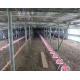 Broiler Chicken Shed Automatic Pan Feeding System