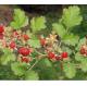 Rubus parvifolius L whole plant root traditional chinese herb Mao mei