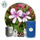 CAS 8000-46-2 100% Pure Rose Geranium Essential Oil Body SPA Use