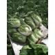 Green Outside Small Head Cabbage , Chinese Napa Cabbage Japan Standard