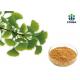 Pure Ginkgo Biloba Powder With Low Pesticide Residue Chp2015