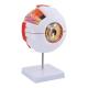 Medical Plastic Simulation 6X Enlarged Human Eye 3d Model For Science Display Teaching
