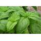 herb medicine ocimum basilicum extract/Basil Extract 10:1