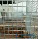 Low Carbon Steel Welded Wire Mesh Used for Livestock/Poultry Cages