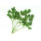 Caraway Extract, Coriandrum sativum Extract, 10:1 TLC, natural Chinese parsley Extract, Chinese exporter