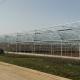 50meter Hot Galvanized Steel Pe Film Greenhouse Tomato Nuersery Seedling With Rolling Bench