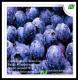 factory supply pure natural organic bilberry extract,anthocyanidins 25%
