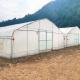 Wholesale Greenhouse China Factory Price Manufacture Singlespan Hydroponic agriculture Greenhouse