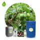 Private Label 100% Pure Organic Cold Pressed Neem Oil For Plants