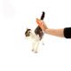 TPR Material Pet Hand Brush , Pet Dematting Comb Washable Size 13 * 8.5cm