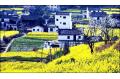 Wuyuan County in Golden Rape Flowers