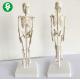 Biology Anatomical Mini Skeleton Model Students Teachers Education 20X5X5 Cm