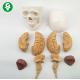 Life Size Brain Anatomy Model / Eight Brain Anatomical Skull And Brain Model