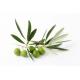 Olive Leaf Extract Oleuropein 10%-40% HPLC high quality, Hydroxytyrosol 25%,40%, natural cosmetic  ingredients