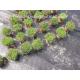 90gsm 120gsm Plain Woven Polypropylene Ground Cover Weed Proof Ground Cover