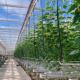 Reasonably Priced Glass Greenhouse for Vegetable Farming and Affordability Guaranteed
