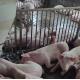 Sow Cages Livestock Farm Equipment Gilt Sow Gestation Stalls