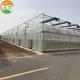 Long Life Multi-Span Film Greenhouse with Electric Control and Cooling Pad Fan System