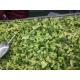 IQF Broccoli Florets 3-4cm / 4-5cm Frozen Green Vegetables BRC