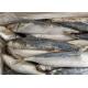 75g Round Scad Mackerel Fish Whole Frozen Fishing Bait