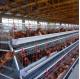 A Type 120 128 160 Birds Capacity Egg Layer Chicken Cage for South Africa Kenya
