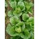 No Rotten Signs Cabbage Vegetable , Chinese Flat Cabbage Low In Calories