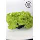 Artificial Garden Vegetables and Fruits Plastic Seedling Trays Perfect for Decoration