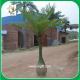 UVG PTR020 artificial indoor decorative palm tree with unique trunk for hotel foyer decor