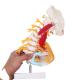 Cervical Spine Anatomical Skeleton Model For Study Display Teaching