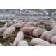 One Stop Livestock Farm Equipment 500 Sows Pig Farm Project Purchase