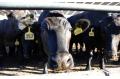 Australian farms lure investment from China