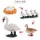 Swan Life Cycle Figure Model Toy For Boys Girls Kids