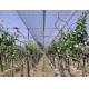 High Strength Plastic Anti Hail Netting For Vineyard / Grape , Custom