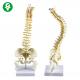 Vertical Spine Skeleton Model With Intervertebral Disc Pelvic Bone Half Femur Square Plastic Seat