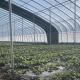 Multi-Span Hydroponics Greenhouse Sunlight-Driven Growth Shipping Cost and Delivery Time