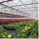 Single-Arch Greenhouse for Flower Farming Boost Your Flower Production