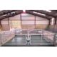 Hot Galvanizing Steel Structure Livestock Shed with Custom Colors and ASTM Standard