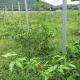 Silver Color 1.8-3.5M Height Plant Support Posts 2.7m Beautiful Appearance