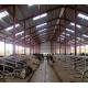 Modern Steel Structure Metal Dairy Farming Cow House Steel Shed