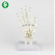 Right Hand Human Joints Model / Palmar Bone Anatomy Skeleton Model 0.3 Kg