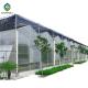 8.0m Pc Sheet Multi Span Polycarbonate Greenhouse For Farm
