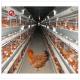 SGS H Frame 30000 Birds Ready To Lay Chicken Cage 650mm Length