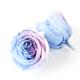 4-5cm Preserved Rose Heads Gorgeous Flower Color Easy Matching Other Colors
