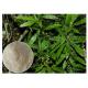 Whole Herb Huperzia Serrata Extract , Natural Huperzine A Powder As Supplement